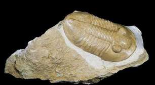 Fóssil de animal de 500 milhões de anos serviu para 'bijuteria'