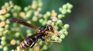 Inesperado e incrível: brasileira descobre em veneno de marimbondo a 'arma' secreta que pode travar o Alzheimer
