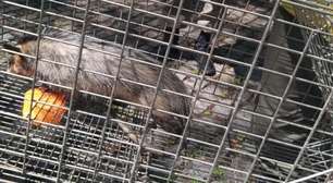 Após reabilitação filhotes de gambá-de-orelha-preta são soltos na Reserva da Juatinga