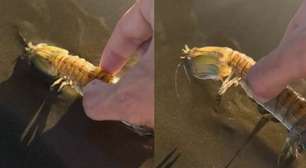 Lagosta-boxeadora dá "golpe" em turista no litoral paulista