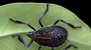 Praga na agricultura, espécie chinesa de percevejo chega ao Brasil