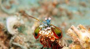 'Supercrustáceo' é capaz de esmagar carapaças e quebrar aquários