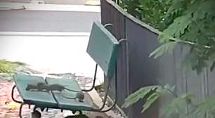 Vídeo: Infestação de ratos em praça leva fechamento de lojas no centro de Porto Alegre