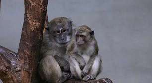 Comportamento homossexual entre primatas tem raízes evolutivas profundas, diz estudo