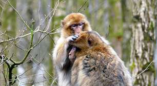 Quando pensamos nos primeiros hominídeos, pensamos em florestas tropicais, mas deveríamos olhar mais para cima