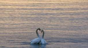 Os animais mais fiéis do mundo; unidos para sempre