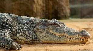 Peculiaridades horripilantes sobre os crocodilos