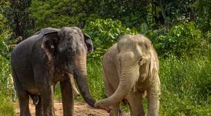 O lado cruel do turismo com elefantes na Tailândia