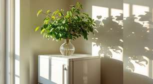 O que significa colocar uma planta em cima da geladeira, segundo o Feng Shui?