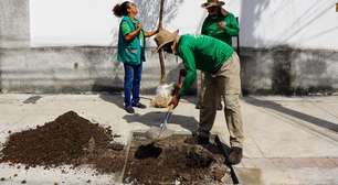 Tijuca, Campo Grande e Botafogo lideram pedidos por árvores no novo programa da Prefeitura do Rio
