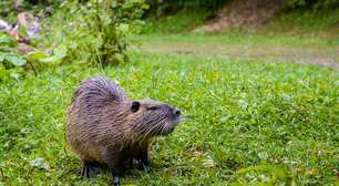 Como os castores beneficiam a natureza