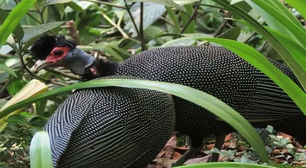 Galinha-d'angola no Brasil: sabor, preparo e seu poder contra cobra