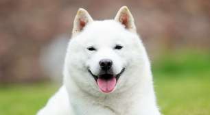 Hokkaido: conheça as características dessa raça de cachorro japonesa