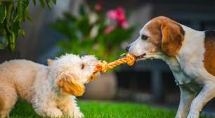 Pets estressados nas férias: 5 dicas para reduzir o impacto de mudanças