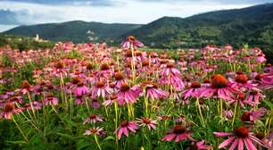 Flores vivas e raízes poderosas que beneficiam a saúde: descubra a equinácea