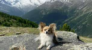 O chihuahua que salvou seu dono da morte em uma geleira da Suíça