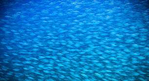 Tratado Global dos Oceanos entra em vigor