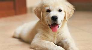 Seu cachorro não late à toa: o que cada latido realmente quer dizer