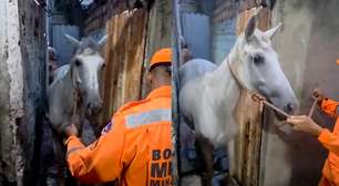 Cavalo fica preso em beco e é resgatado por bombeiros em Minas Gerais