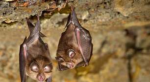 Morcego que ficou sumido por 55 anos é encontrado por pesquisadores