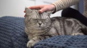 Gato consegue sentir energia ruim? Mito ou verdade?