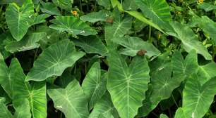 Taioba: benefícios da planta nutritiva que pode transformar sua alimentação