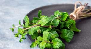 Como plantar hortelã em galhos em casa e nunca mais gastar no hortifruti com isso