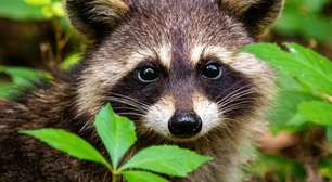 Caso de guaxinim que invadiu loja de bebidas mostra como estudar seus cérebros pode ajudar a esclarecer inteligência humana