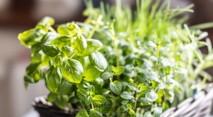 A planta aromática que ajuda o intestino a funcionar corretamente e mata germes