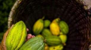 Exportação Brasileira de Café Bate Recorde de US$ 15,6 bi em 2025