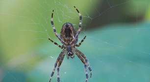 Adeus às aranhas em sua casa: os melhores remédios naturais para mantê-las longe para sempre
