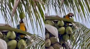Arara viraliza ao demonstrar "esperteza" para saborear água de coco
