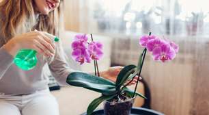 Pouca gente sabe, mas este detalhe é o sinal definitivo de que sua orquídea precisa de água agora