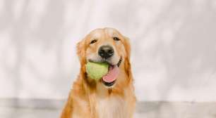 Golden Retriever: 5 coisas que ninguém te conta antes de ter