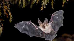 Morcegos: 10 curiosidades sobre esses animais temidos