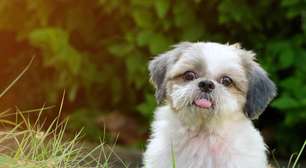 Shih Tzu: 10 manias engraçadas da raça que todo tutor reconhece