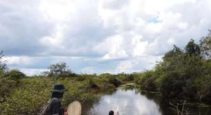 Cientistas revelam novas libélulas; conheça as espécies