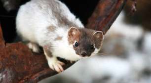 Conheça o arminho: um mestre da camuflagem e da velocidade