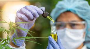 Canabidiol e TEA: o que os estudos apontam até agora