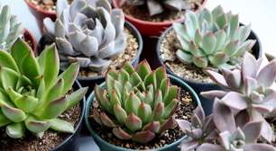 Plantas que gostam de sol: quais escolher para varanda