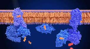 Rodopsina e visão noturna: como nossos olhos enxergam no escuro