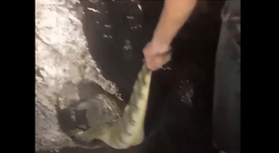 Jacaré é capturado e arrastado por moradores por ruas de Duque de Caxias