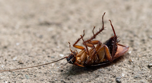 Muitas baratas em casa? Veja truque caseiro simples para eliminá-las