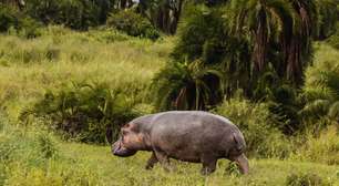 Hipopótamo: a mordida mais poderosa do reino animal