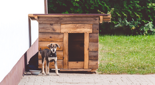 Hungria instala abrigos aquecidos para animais de rua