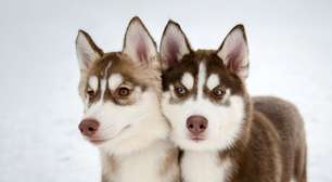 Cachorros curiosos: 7 raças que adoram explorar