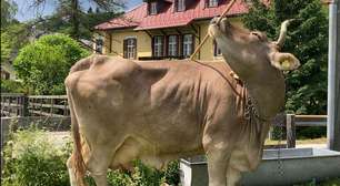 A vaca que pode ajudar a reescrever o que se sabe sobre a inteligência destes animais