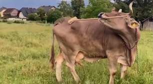 Veronika: a vaca que surpreendeu cientistas com seu comportamento inusitado