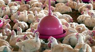 China encerra embargo e libera frango do RS após surto sanitário