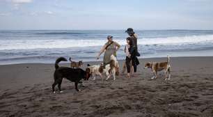 Cães poderão circular em duas praias de Florianópolis sob regras específicas
